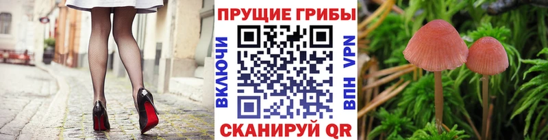 кракен как войти Сычёвка Псилоцибиновые грибы мицелий